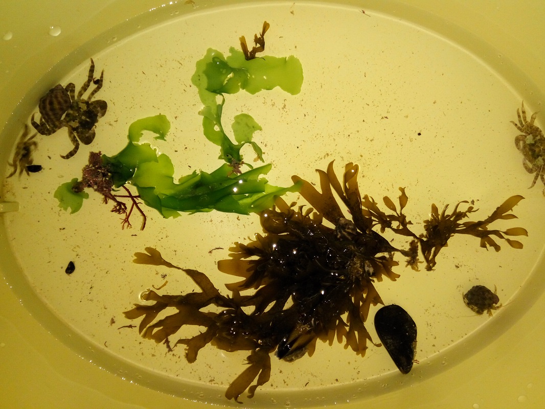 临时放在垃圾桶里养着